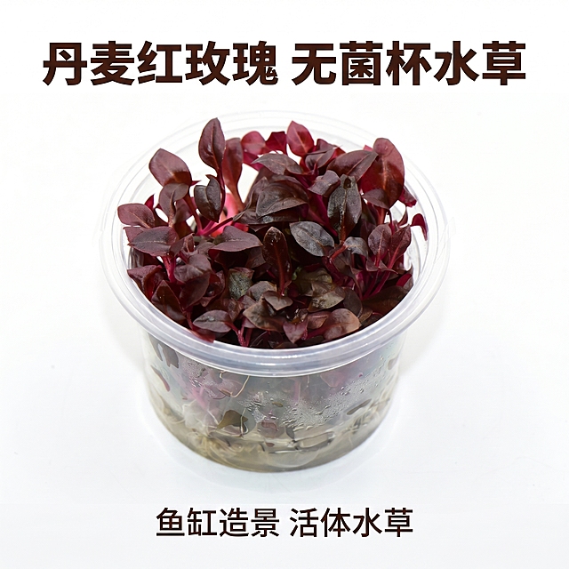 [主图 1] 丹麦红玫瑰水草无菌杯拼多多主图，真实商品展示。[氛围风格] 干净清爽商品实拍风格，真实质感。[画质] 商业摄影质感、光线柔和通透、产品清晰真实、画面干净高级。[元素] 透明无菌杯中种植丹麦红玫瑰水草居中展示，深紫红色叶片清晰立体，水珠附着杯壁增加新鲜质感，保持产品外观颜色、结构和材质与原图一致，杜绝任何变形和色差，精细化处理。商品主体占比70%，背景纯白色，干净无杂质，大图满铺无边框。[光影] 顶侧柔光均匀打亮产品，突出叶片纹理和通透质感，背景纯白无投影，画面干净整洁。[配色] 纯白色背景，突出产品本身深紫红色调。[视角构图] 平视居中构图，景深适中，主体完整无裁切。[文字版式] 顶部负空间居中放置主标题 "丹麦红玫瑰 无菌杯水草"，大号加粗深褐色字体清晰醒目；底部放置一行小字 "鱼缸造景 活体水草"，字体较小，不遮挡产品。文字与背景对比清晰，可读性强。[比例分辨率] 1:1 比例，2k分辨率，文字清晰可辨，超高清。[负向提示词] 变形，水印，文字错乱，产品模糊，背景杂乱，牛皮癣，配色刺眼，遮挡主体