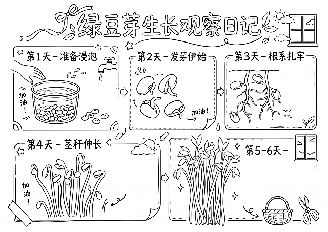 将这张绿豆芽生长观察日记手抄报转换为纯线稿图，去除所有颜色填充，仅保留清晰的黑色轮廓线条，保留所有文字、图案和分框结构完整，背景为纯白色
