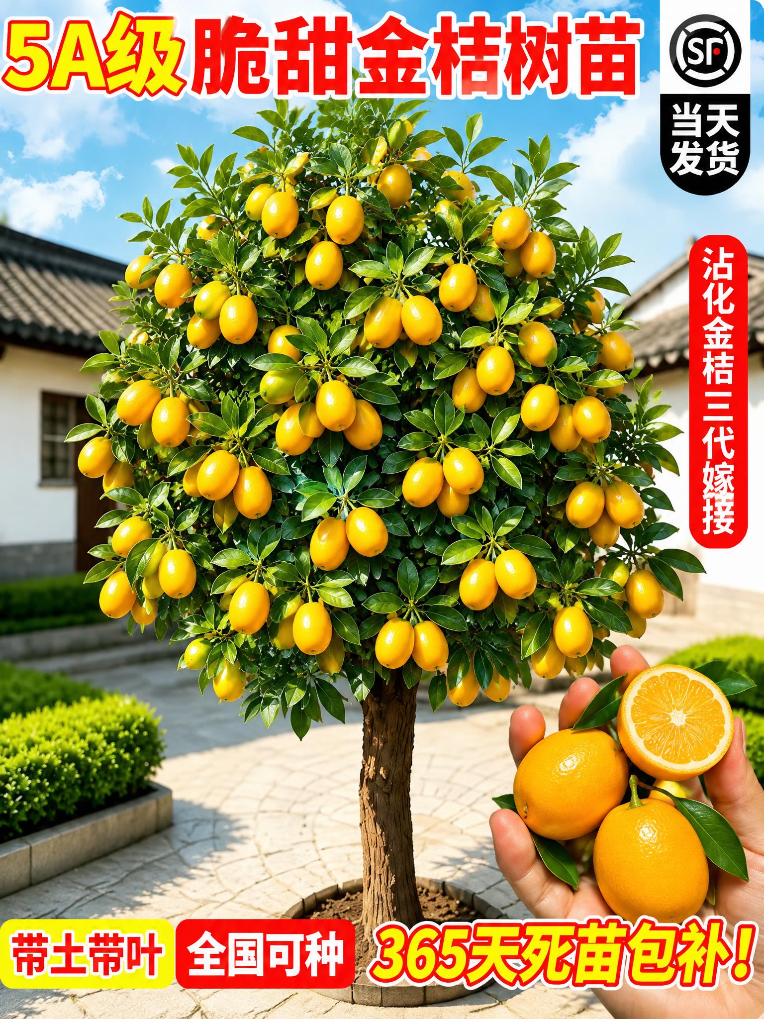 将图中的枣子树替换为挂满金黄色金桔果实的金桔树，保持画面整体构… - 图片创意预览