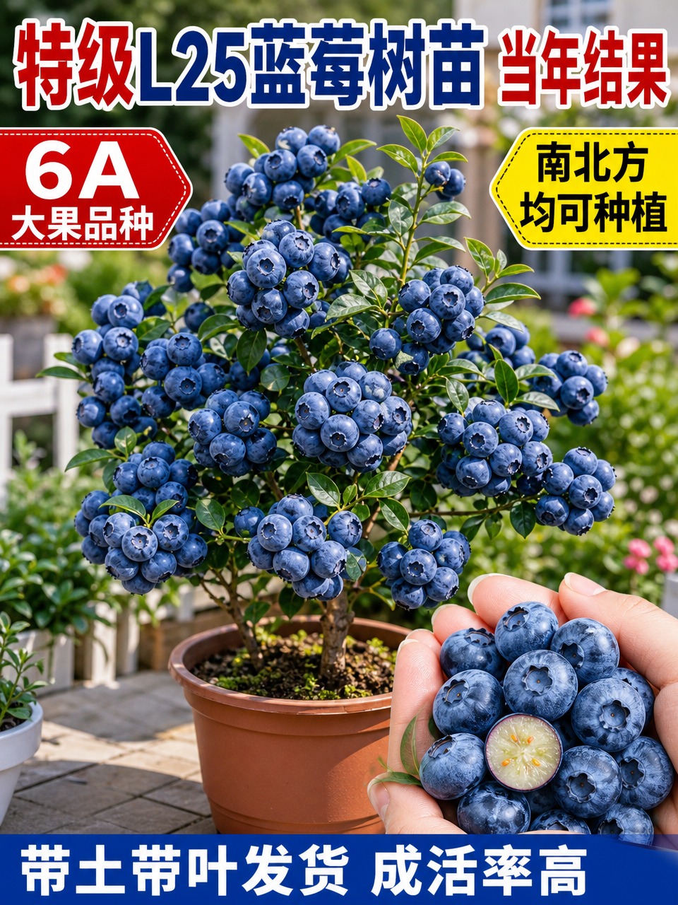 淘宝天猫电商主图，3:4竖版，L25蓝莓苗盆栽商品图，画面主体… - 图片创意预览