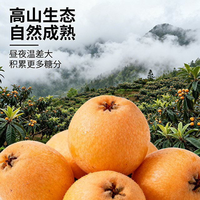 云霄早钟枇杷产地展示，高山果园远景搭配前景新鲜枇杷果实，云雾缭绕的自然生态种植环境，左上角标题 "高山生态 自然成熟"，用细线标注 "昼夜温差大 积累更多糖分"，文字简洁不遮挡主体，文字占比小于30%，清新自然风格，1:1正方形，无价格无人物，2K高清