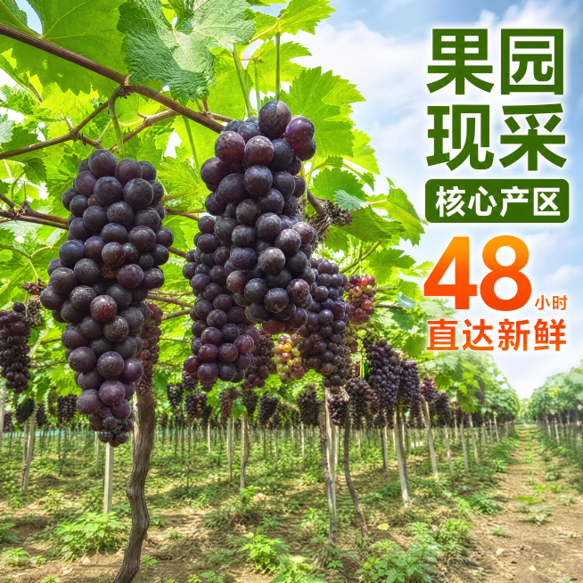 [主图-2] 夏黑葡萄果园产地实景展示
[氛围风格] 真实产地溯源风
[画质] 商业摄影质感、光线柔和通透、产品清晰真实、画面干净高级。
[元素] 大片结果的夏黑葡萄藤，多串饱满葡萄挂在枝头，真实果园预览效果