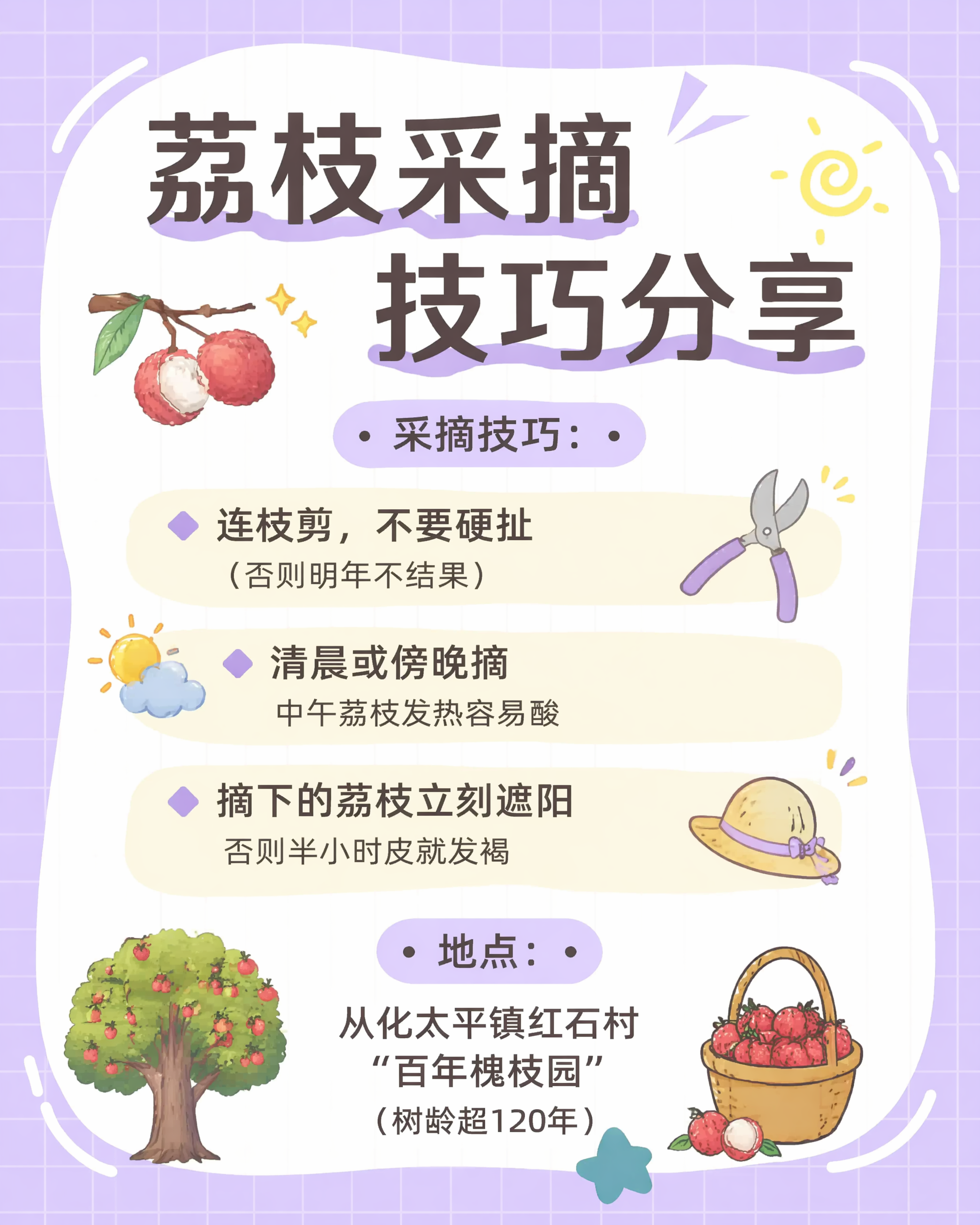 参考图片的紫色清新可爱卡通手绘风格，生成荔枝采摘技巧分享图文海… - 图片创意预览