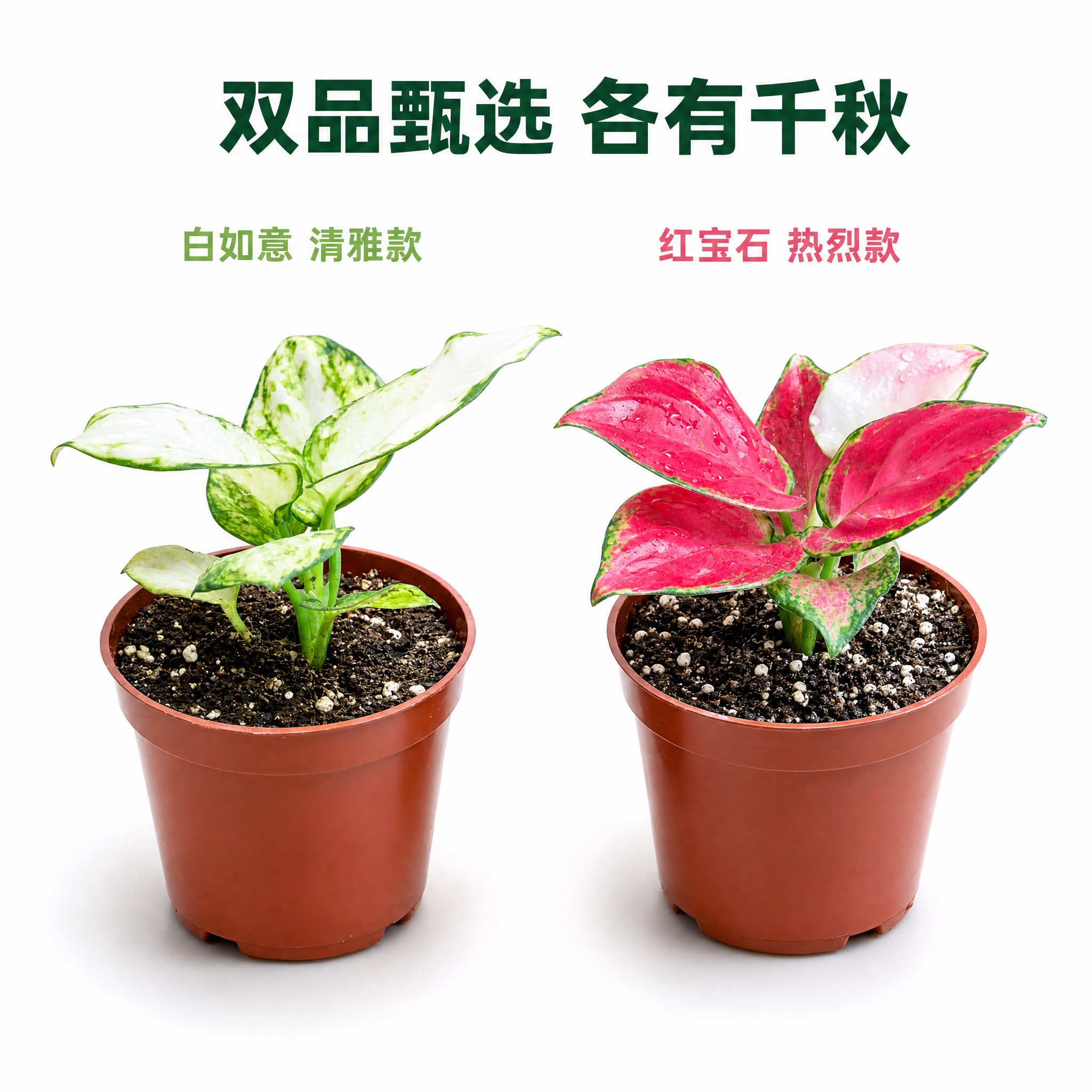 [主图-6] 白如意与红宝石粗肋草双品对比展示主图，亮白色背景… - 图片创意预览