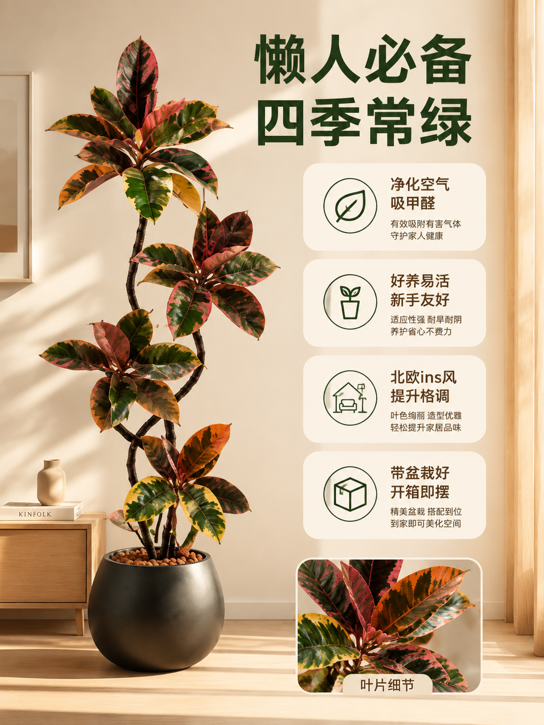 [主图-2] 卖点信息与使用体验，结合图标展示花叶橡皮树核心卖… - 图片创意预览
