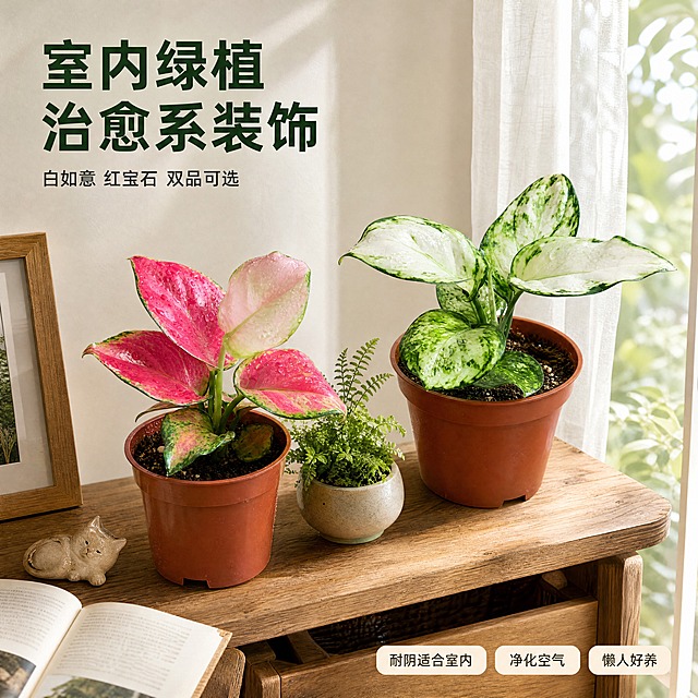 [主图-4] 粗肋草盆栽 室内摆放场景搭配图 唯一任务是展示两款粗肋草盆栽在室内家居环境中的摆放效果 体现适配性与装饰价值
[统一基调] 热带雨林自然氛围融入家居 4K高清商业摄影质感 真实植物与环境融合 原木风家居主色 植物绿色与玫红色点缀 标题字色为深绿色加粗无衬线字体 辅助字色为深灰 强调色为植物本身色彩 字体为现代简洁无衬线体 字号层级分明 卡片样式为浅米色圆角轻底板 整体风格温馨自然高级
[画面] 画面展示一个温馨的原木风家居角落 窗边的实木置物架上摆放着两款粗肋草盆栽 左侧是红宝石粗肋草（玫红色叶片）右侧是白如意粗肋草（白绿斑纹叶片）均保留原棕红色塑料花盆 两款盆栽并排放置 中间有一小盆迷你蕨类植物作为陪衬 置物架是原木材质 旁边有一本摊开的书和一个陶瓷小摆件 背景是白色墙面与纱帘窗户 柔和的自然光从窗户洒入 窗外隐约可见绿色植物 整体氛围温馨治愈 体现室内绿植装饰效果 植物主体占画面约50% 场景自然真实
[光影质感] 窗边自然柔光 主光从右侧窗户射入 植物叶片有自然的光影层次 叶片朝向光源方向有明亮高光 背阴面有柔和阴影 原木架子有温暖的木质纹理反光 整体光线柔和均匀 真实家居摄影质感 植物与环境光影统一 没有违和感
[配色] 家居环境以原木色 米白色 浅灰色为主 植物色彩为玫红色与白绿色作为视觉亮点 文字为深绿色与深灰色 整体色调温暖清新 自然舒适
[文字版式] 画面左上角主标题 深绿色加粗大字 "室内绿植 治愈系装饰" 下方小字 "白如意 红宝石 双品可选" 右下角放置三个轻标签 浅米色圆角底板 深灰色小字 分别为 "耐阴适合室内" "净化空气" "懒人好养" 文字放在墙面或架子上方的负空间 不遮挡植物主体
[输出要求] 1:1正方形比例 4K超清画质 植物与场景融合自然 光影统一 文字清晰可读 禁止变形 错字 模糊 杂乱 水印 平台Logo 禁止植物悬浮 边缘硬切 禁止光影不统一
