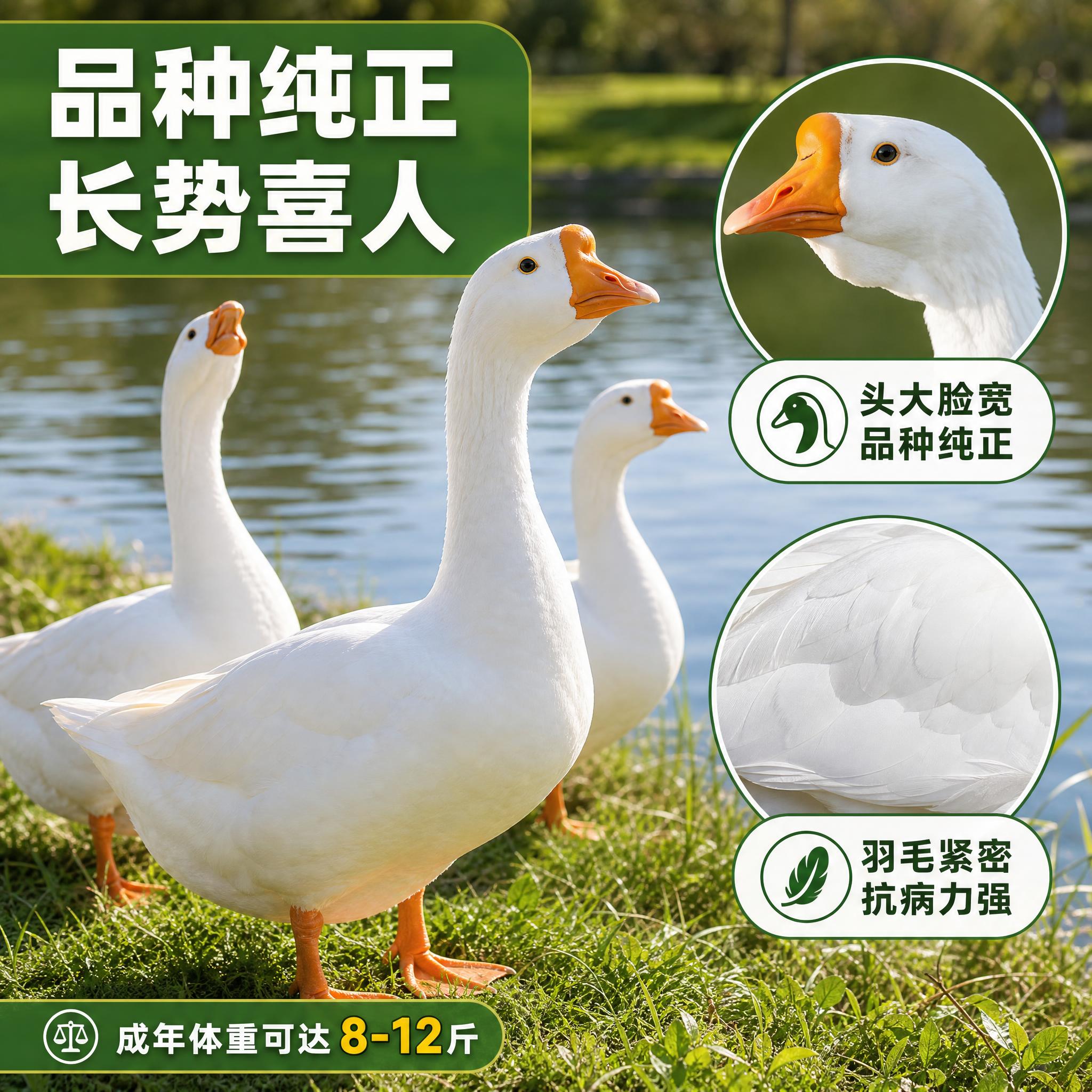 [主图-3] 品质细节，主题为品种纯正长势好，展示大白鹅成年后… - 图片创意预览