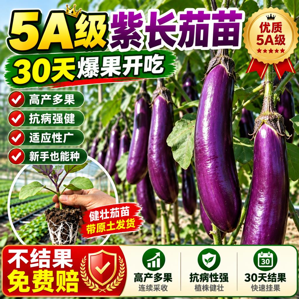 基于参考图生成淘宝天猫1:1电商主图，商品为5A级紫长茄苗，保… - 图片创意预览