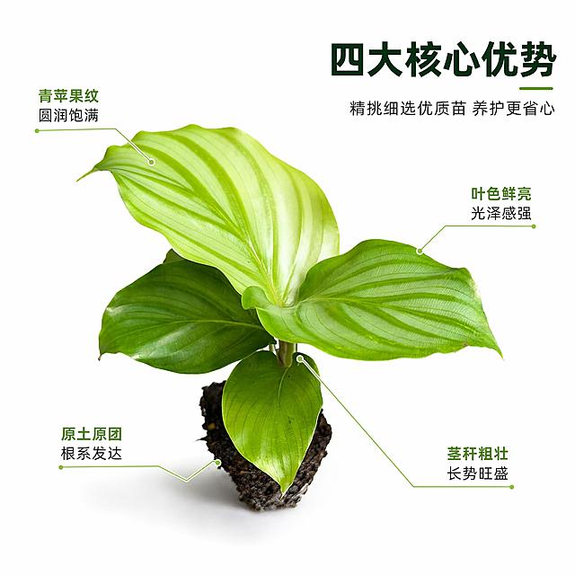 电商主图第二张，青苹果竹芋苗核心亮点标注图。纯白背景，青苹果竹芋苗位于画面中心偏左，45度视角展示完整植株，叶片舒展，青苹果纹清晰，真实摄影质感。以植株为中心，用细浅绿色引线从不同部位引出标注：左上引线指向叶片写“青苹果纹 圆润饱满”，右上引线指向叶尖写“叶色鲜亮 光泽感强”，左下引线指向土团写“原土原团 根系发达”，右下引线指向茎部写“茎秆粗壮 长势旺盛”。右侧上方大标题深绿色粗体写“四大核心优势”，下方小字辅助说明。产品外观与输入产品图保持绝对一致，叶片形态、颜色、纹理、土团完全不变。柔和均匀自然光，叶片通透有层次，阴影柔和。文字清晰可读，引线纤细精致，不遮挡主体。商品占比约65%。1:1正方形构图。负向提示：变形，文字错乱，产品模糊，背景杂乱，水印，电商平台Logo