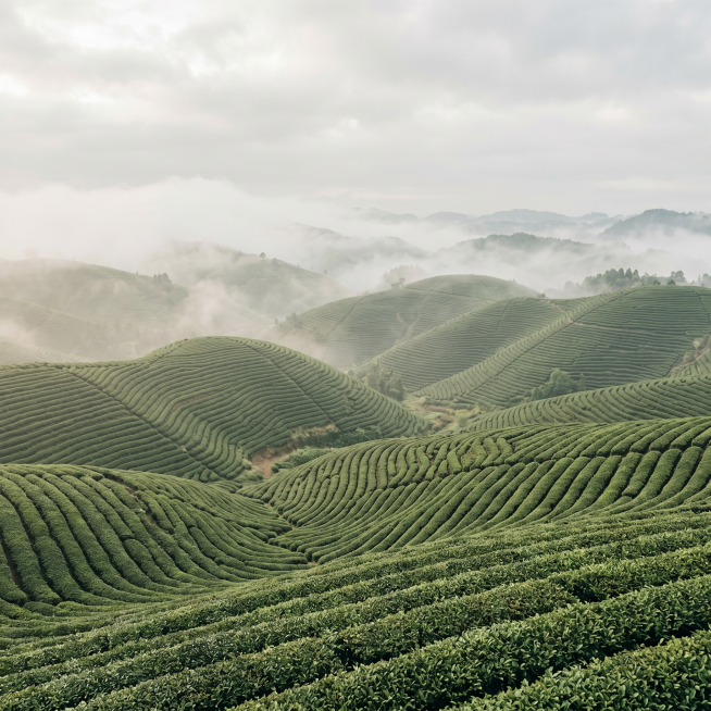 [第六屏 湄潭高山云雾产地环境] 贵州湄潭万亩茶山风景，连绵的高山茶园被云雾缭绕，清晨薄雾笼罩，生态茶田绿意盎然，简约文艺新中式风格，低饱和青绿色调，干净大气的构图，整体呈现自然原生态的茶叶产地环境。预览效果