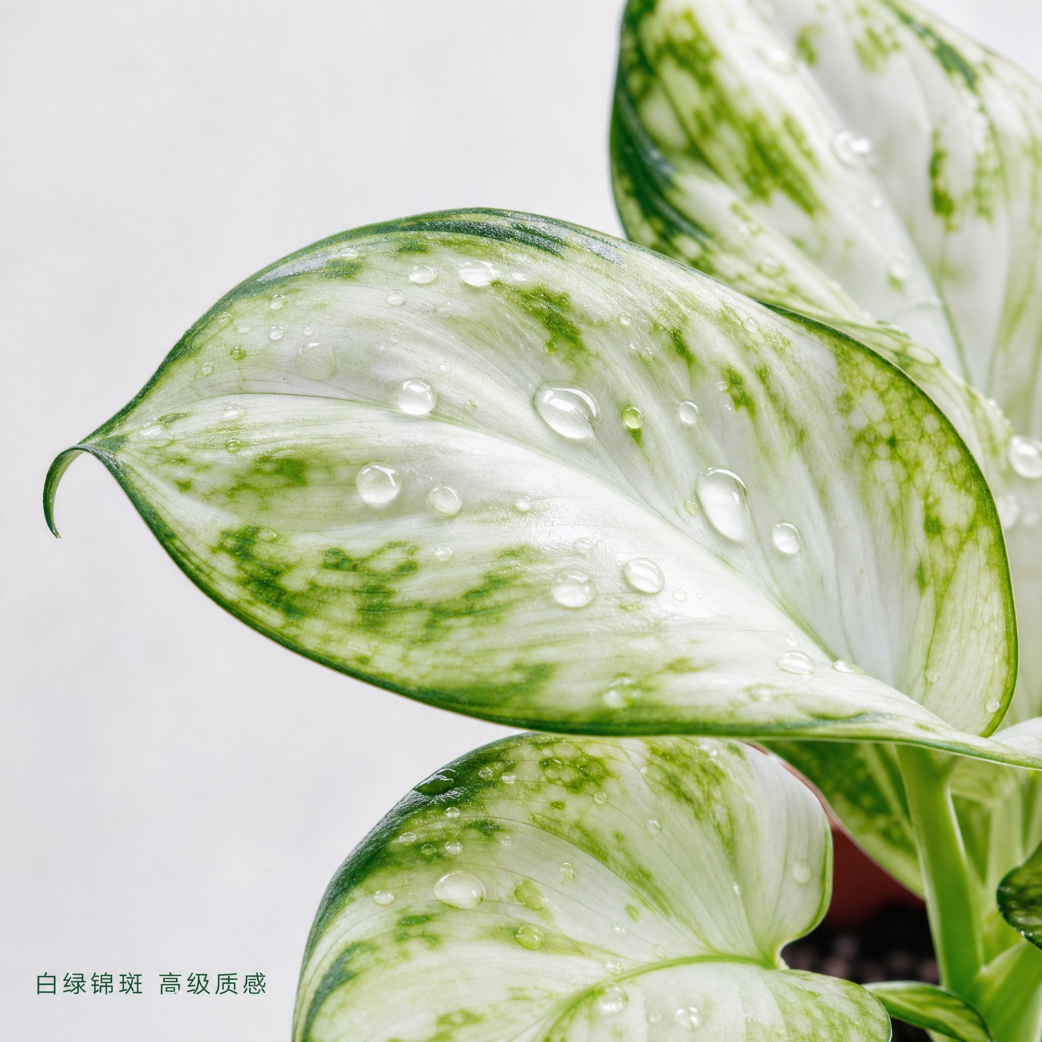 [主图-3 白如意粗肋草 叶片细节特写图] 白如意粗肋草叶片微… - 图片创意预览