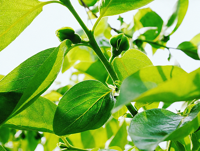 去除图片中的watermark水印，保留原植物叶子和花苞的清晰内容，不要改变画面构图和风格