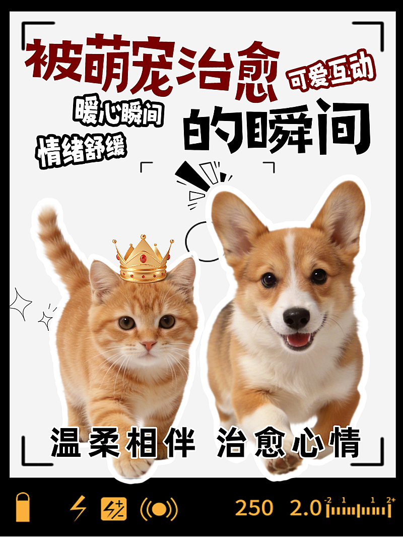 小红书封面萌宠可爱治愈-大字吸睛封面