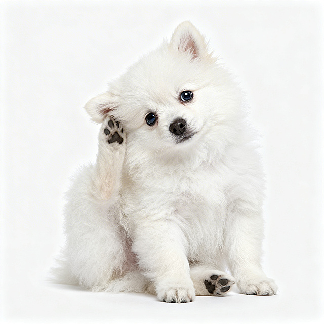 可爱的狗狗坐着用后脚挠耳朵，背景为纯白色