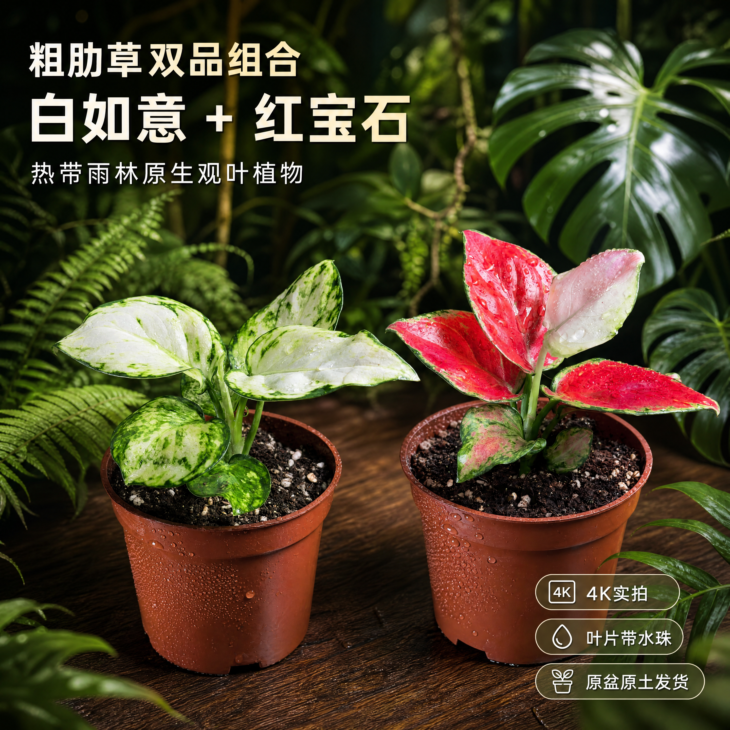 [主图-1] 白如意粗肋草和红宝石粗肋草两款盆栽 热带雨林空间… - 图片创意预览