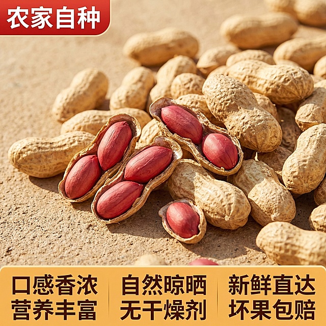 四粒红带壳生花生电商主图，1:1正方形比例。顶部左上角是红色圆角标签，白色字体写“农家自种”。中间主体区域是阳光下晾晒的带壳四粒红花生，几颗剥开的花生露出饱满的红皮花生仁，背景是浅棕色的晒谷场质感，暖光照射下花生纹理清晰，充满自然原生态的感觉，花生占画面60%以上，文字不遮挡花生。底部通栏是橙黄色背景，深棕色字体标注卖点：左侧“口感香浓 营养丰富”，中间“自然晾晒 无干燥剂”，右侧“新鲜直达 坏果包赔”。整体风格温暖质朴，突出产品的原生态和高品质。
