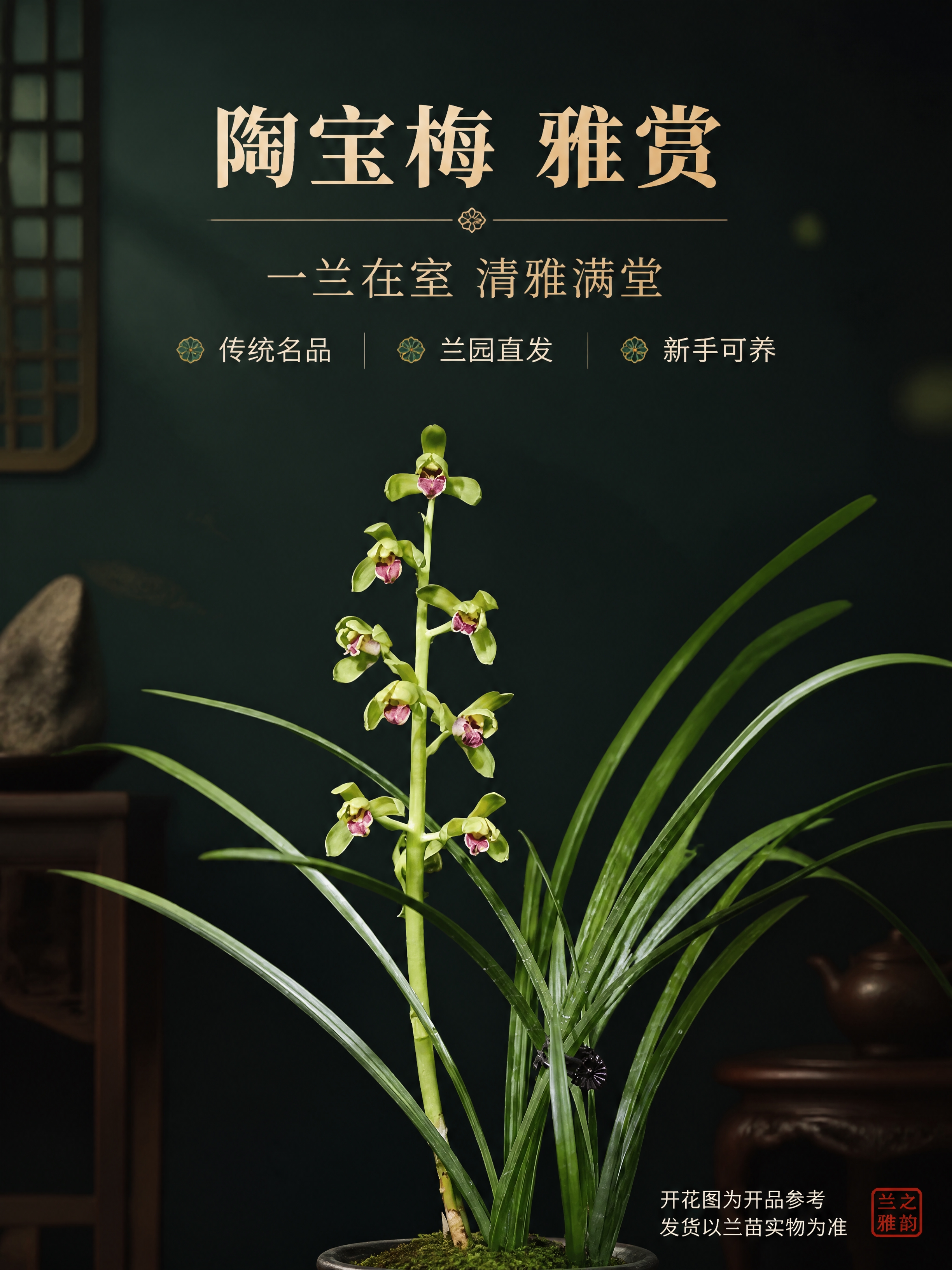 [商品] 使用【图1】蕙兰陶宝梅完整开花图；保留花箭、花朵、叶… - 图片创意预览