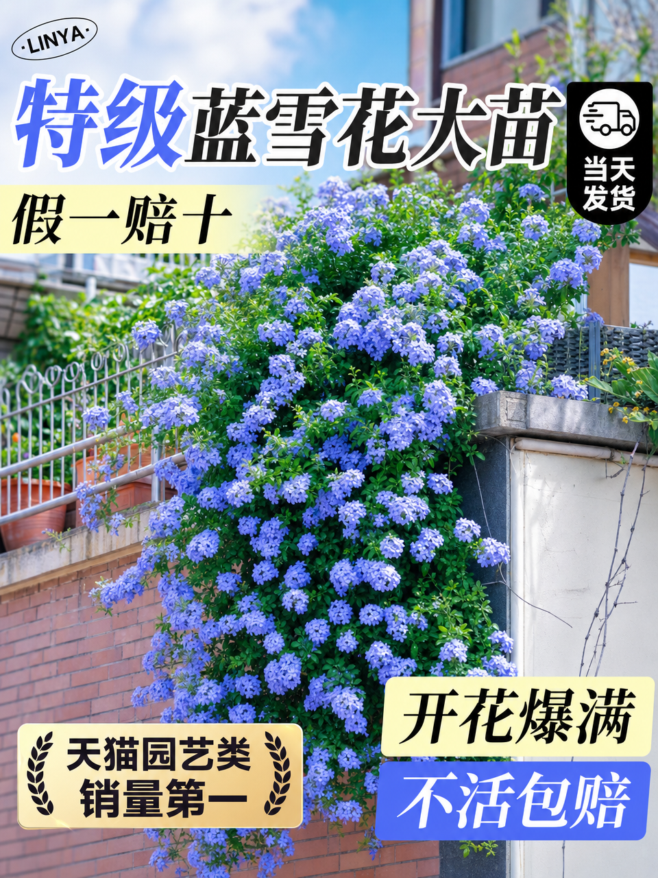基于参考图生成一张蓝雪花大苗电商主图，保留产品主体蓝雪花开花爆… - 图片创意预览