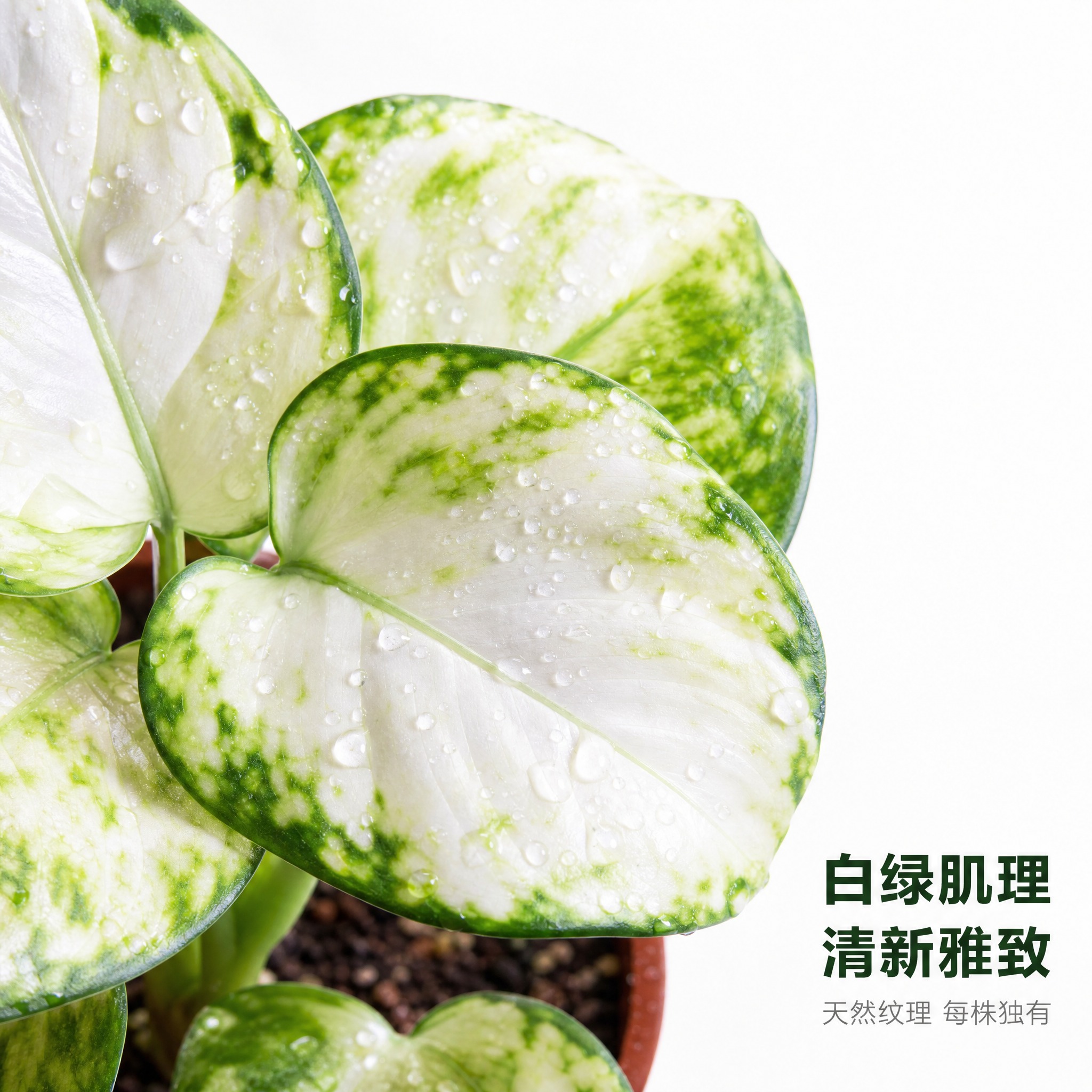 [主图-5] 白如意粗肋草叶片细节特写主图，亮白色背景，微距展… - 图片创意预览