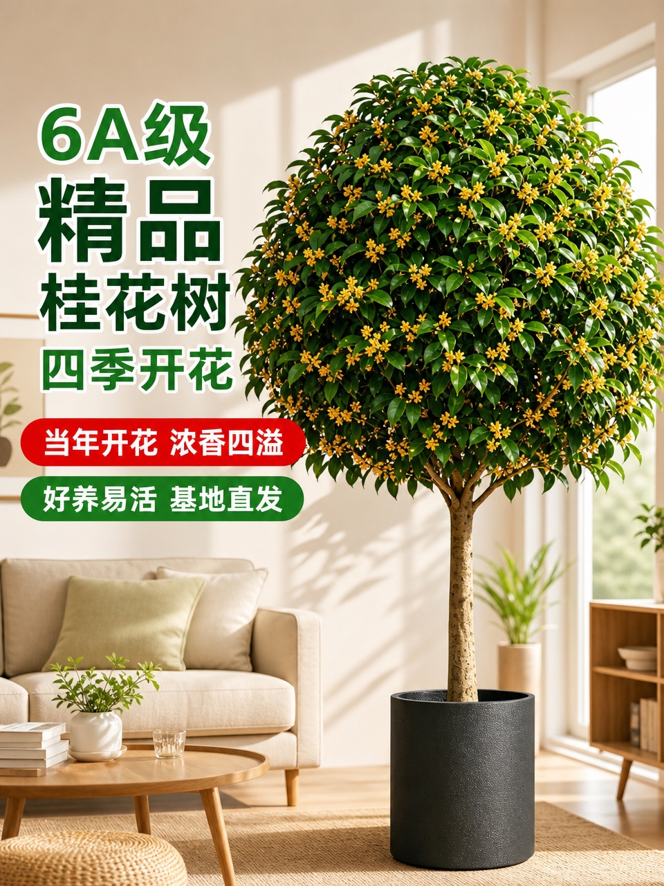 淘宝天猫电商主图，3:4竖版比例，6A级桂花树盆栽商品主图第二… - 图片创意预览