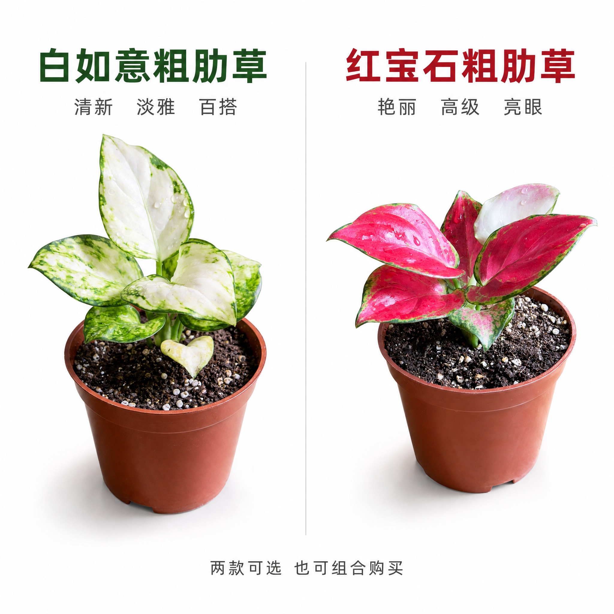 [主图-9] 双品组合对比主图，亮白色背景，左右对比展示白如意… - 图片创意预览