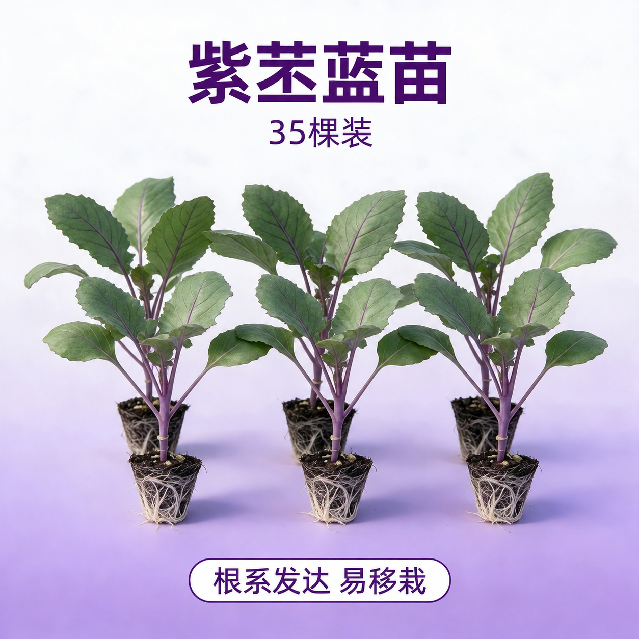 将图中的文字“20棵装”修改为“35棵装”，保持字体、颜色、大… - 图片创意预览