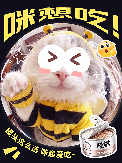 宠物用品猫粮猫罐头大字吸晴猫咪视觉创新小红书封面