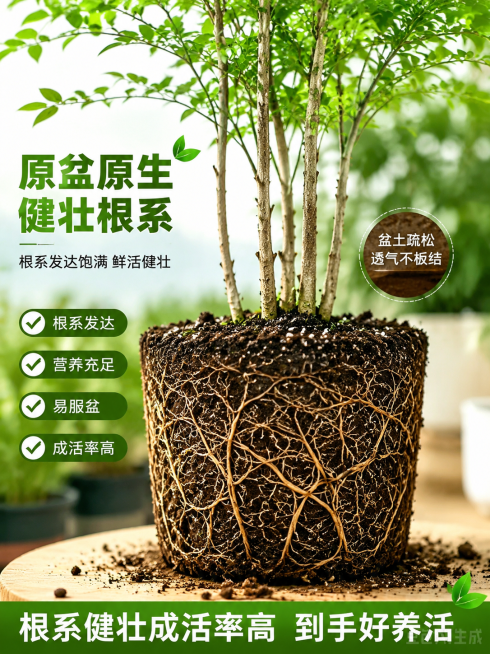 根系健壮成活页，实拍完整原盆原生健壮根系，根系发达饱满鲜活，盆土疏松透气，植株根基稳固，直观体现易服盆、成活率高、到手好养活，淘宝电商主图预览效果