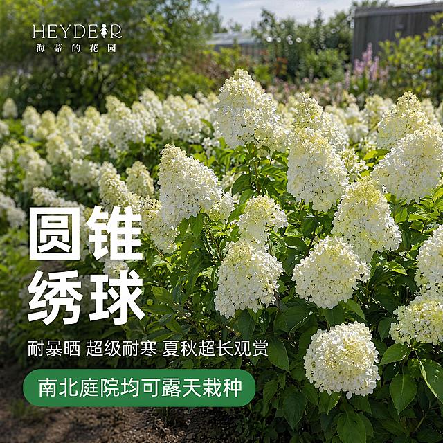 [主图-2] 圆锥绣球核心品种优势主图，整片庭院圆锥绣球花境实景，满株硕大锥形花球，保持圆锥绣球外观颜色和花型和输入产品图一致，杜绝任何变形和色差，精细化处理。商品主体占比控制在70%左右，画面满屏无边框，清新园艺实景风格。整体风格简约，白色粗体大字搭配绿色圆角标签，清新园艺风，适配960×960淘宝主图。
[画质]高清写实商业摄影，8K分辨率，柔和自然光，明亮通透，浅景深效果，干净柔和绿植背景，无多余杂物，海蒂花园同款电商排版。
[光影]户外自然光，柔和明亮，整体光线均匀通透，花簇清晰突出，背景虚化自然。
[配色]主色调自然绿色，白色大字，绿色标签，清新自然对比强烈。
[视角构图]平视全景视角，整片圆锥绣球花田作为画面主体，层次丰富，景深自然。
[文字版式]画面左侧白色大号粗体大字："圆锥绣球"，画面底部绿色圆角标签写白色文字："南北庭院均可露天栽种"，标签上方小字白色："耐暴晒 超级耐寒 夏秋超长观赏"，所有文字清晰可辨，不遮挡主体花境，文字和背景对比强烈可读性强。
[输出要求]1:1比例，文字清晰可辨，超高清商业摄影质感。
[负向提示词]变形，文字错乱，产品图模糊，背景杂乱，水印，电商平台Logo，文字遮挡主体。
