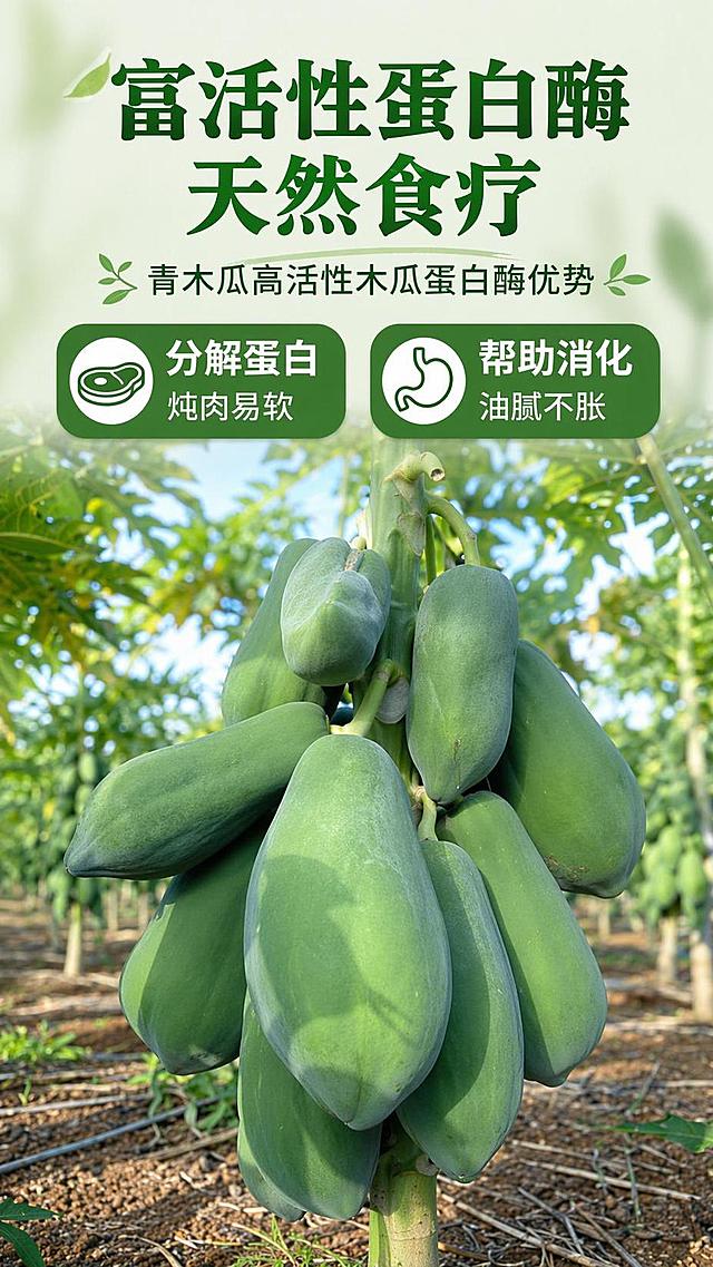[第3屏] 营养卖点展示，突出青木瓜高活性木瓜蛋白酶优势。本屏使用【图3】作为商品主体。
[氛围/风格] 自然产地风，真实田园场景，新鲜真实的农家种植氛围。
[元素布局] 树上挂果的青木瓜展示在画面中下区域，占比约65%，背景是整片木瓜种植园虚化，呈现产地直采的新鲜场景；果实挂枝状态、颜色与输入产品图一致。
[光影质感] 自然阳光漫射，整体明亮清新，果实光影层次自然，突出新鲜采摘的活力感。
[配色色系] 全局底色 #E8F3E5；主色深绿枝叶，浅绿果实；辅助色浅棕土地色。
[视角构图] 平视带仰角，突出挂果饱满，阅读动线从上到下。
[文字版式] 顶部主标题「富活性蛋白酶 天然食疗」，分两个卖点块：「分解蛋白 炖肉易软」「帮助消化 油腻不胀」，绿色块底衬白字，文字排版清晰不遮挡主体果实。
[比例分辨率] 9:16 竖版比例，4K分辨率，文字清晰可辨，高清画质。
[负向提示词] 果实变形，枝叶杂乱，文字模糊，虚假医疗宣传，水印