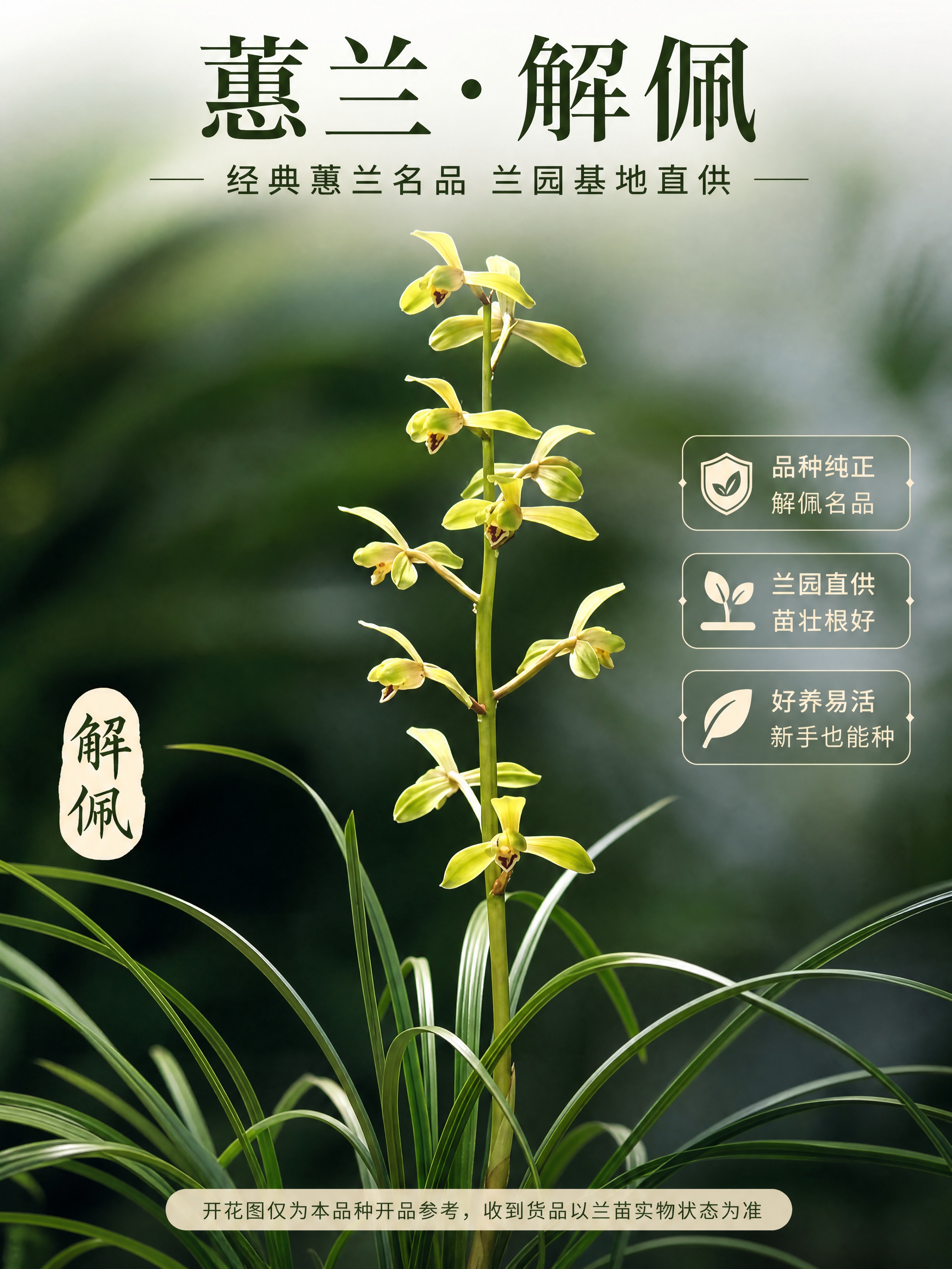 [商品] 使用【图1】【图2】【图3】蕙兰解佩开花图；商品处理… - 图片创意预览