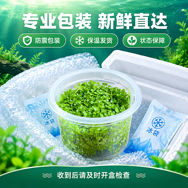 [主图-10] 包装与发货，主题：专业包装 新鲜发货。
[统一基调] 清新自然水族风格，背景为渐变青绿色到深绿色的柔和水族氛围，主标题白色粗体无衬线字体，辅助文字浅绿白色，强调色为翠绿色，整体干净通透有水下光影感。
[画面] 画面展示发货包装场景，中央是无菌杯爬地矮珍珠水草，周围环绕包装材料：防震气泡膜、保温箱示意、冰袋示意（用图标或半透明方式表现），表达专业包装确保新鲜。产品外观与输入图一致，翠绿饱满。背景为清新的绿色渐变，有快递发货的专业感氛围。
[光影质感] 商业摄影质感，产品主体清晰通透，包装元素有层次感但不抢主体，整体明亮专业。
[配色] 背景绿色渐变，标题白色，包装元素蓝白色调，水草翠绿色。
[文字版式] 顶部主标题"专业包装 新鲜直达"，下方三个卖点标签："防震包装""保温发货""状态保障"，底部小字"收到后请及时开盒检查"。文字清晰，布局合理。字体统一现代无衬线粗体。
[输出要求] 1:1正方形2048px，产品清晰，包装信息明确，文字清晰，无变形错字，无水印无平台logo，无多余杂物。