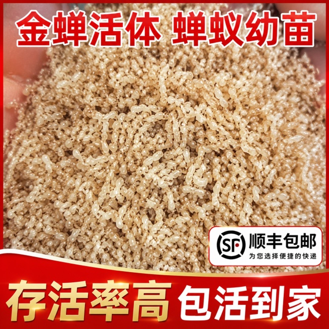 金蝉活体 蝉蚁幼苗 电商主图，画面文字：金蝉活体 蝉蚁幼苗 存活率高包活到家 顺丰包邮预览效果