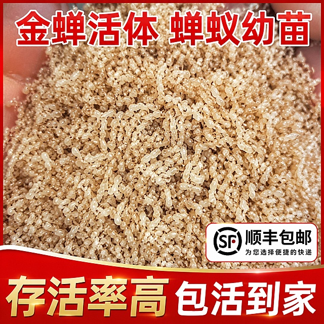 金蝉活体 蝉蚁幼苗 电商主图，画面文字：金蝉活体 蝉蚁幼苗 存活率高包活到家 顺丰包邮