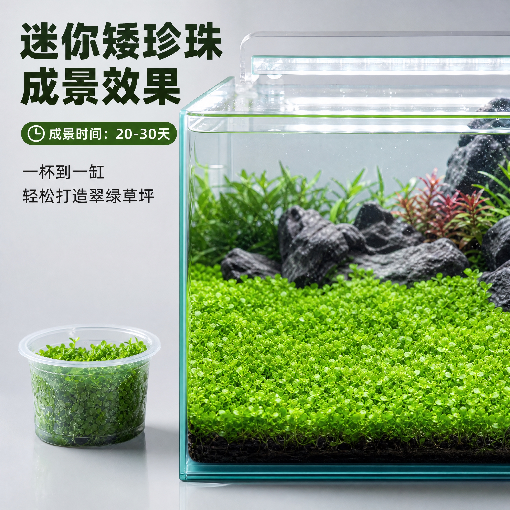 [主图-6] 成景效果图，展示迷你矮珍珠爬满缸底形成茂密绿色草… - 图片创意预览