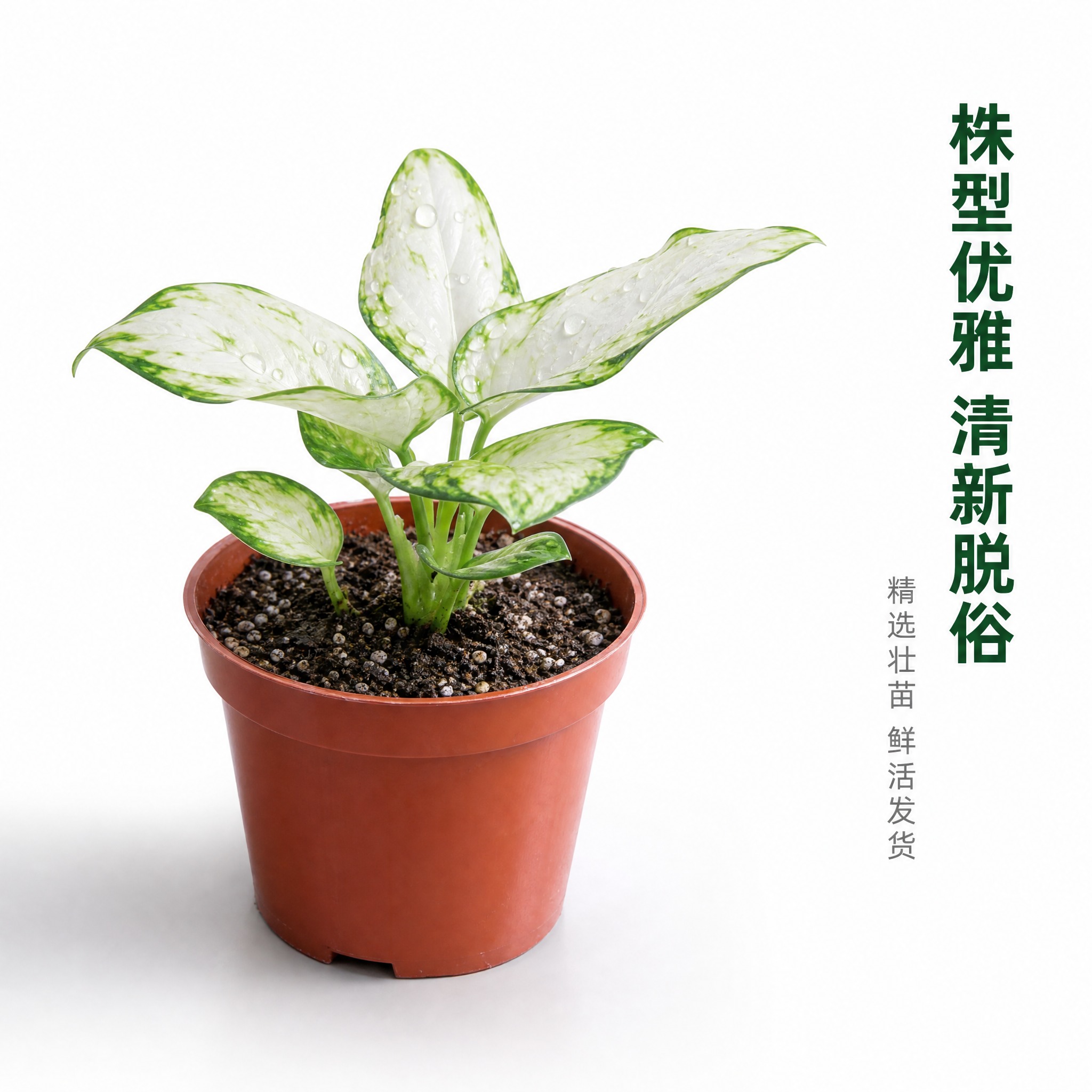 [主图-8] 白如意粗肋草侧面角度展示主图，亮白色背景，展现植… - 图片创意预览