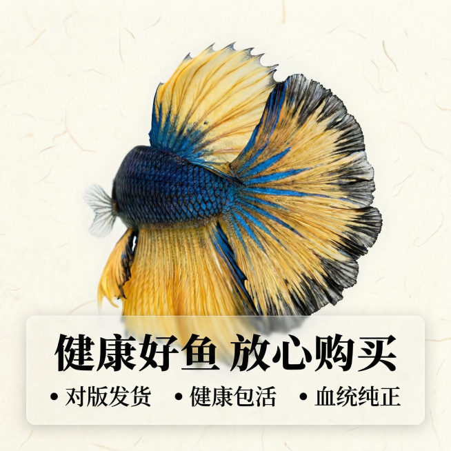 [主图 5] 泰国斗鱼半月芥子购买须知服务承诺
[氛围风格] 真实中国风，简洁干净，风格统一
[画面元素] 商业摄影质感，光线柔和通透，产品清晰真实，画面干净高级。主体斗鱼小比例放置在画面偏上位置，展预览效果
