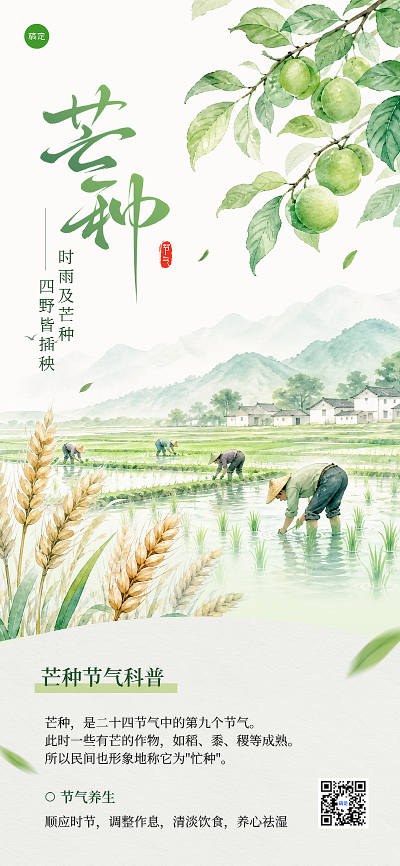 芒种节气科普清新插画风通用手机全屏竖版海报