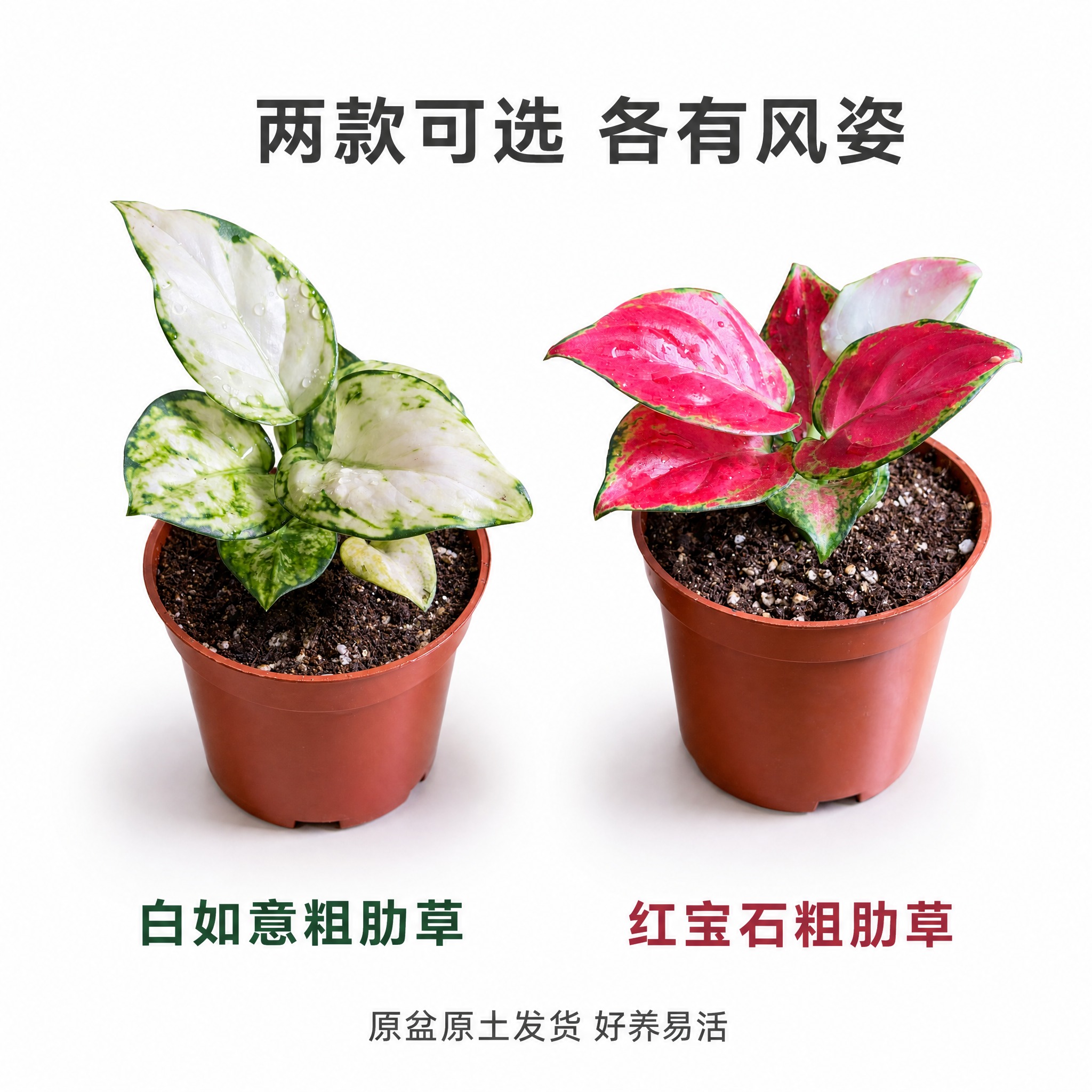 [主图-5] 双款并列展示 白如意+红宝石 同框对比 规格款式… - 图片创意预览