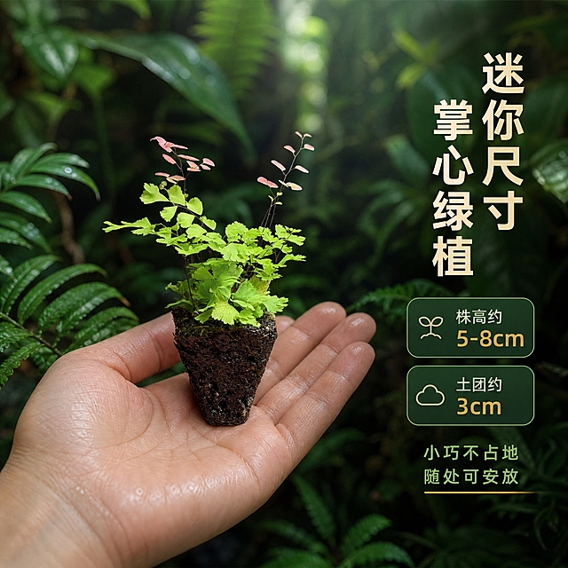 [主图-4] 柔情铁线蕨尺寸大小参考与手持展示（规格认知）。
[统一基调] 热带雨林真实自然质感，整体以深绿、墨绿、蕨类鲜绿为主色调，搭配湿润泥土的深褐色与柔和的林间漫射光；标题字色为米白或浅金，辅助字色为浅绿，强调色为暖金；字体为简洁现代无衬线粗体，字号层级分明；卡片与图标采用半透明深绿圆角轻底，整体风格真实摄影、微观造景、自然高级。
[画面] 一只自然的手（仅手部，不露脸）轻轻托着柔情铁线蕨的土团下部，展示植株的真实大小比例；主体（手+植物）占比约70%，位于画面中央偏左；手掌完全展开，铁线蕨植株高度约到手指中部，凸显其迷你小巧的尺寸；背景是虚化的热带雨林绿色植物墙，保持统一的雨林氛围；画面右侧留出负空间放置尺寸标注与文字；视角为平视，清晰展示大小对比；植物外观、颜色、土团形态与输入图完全一致。
[光影质感] 真实手持摄影质感，柔和自然光，手部皮肤纹理自然，植物叶片通透，土团湿润有质感，手部与土团接触自然，无悬浮感。
[配色] 主色绿色与肤色，辅色土褐，标题米白，整体自然真实。
[文字版式] 右侧竖排主标题「迷你尺寸 掌心绿植」，下方标注「株高约5-8cm 土团约3cm」，再下方小字「小巧不占地 随处可安放」；文字不遮挡主体与手部。
[输出要求] 1:1正方形，2K高清，手部自然，植物清晰；负向：变形、错字、模糊、杂乱、水印、平台Logo、手指畸形、多指少指、手部穿模、面部出现。