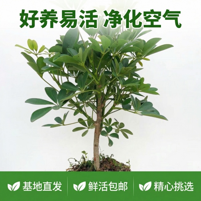 [主图 5] 花叶鸭脚木服务承诺主图，主体是完整健康的盆栽植株，干净自然背景。底部横向排列三个服务卖点："基地直发" "鲜活包邮" "精心挑选"，配简约绿叶图标，图标绿色，文字白色。顶部文案 "好养易预览效果