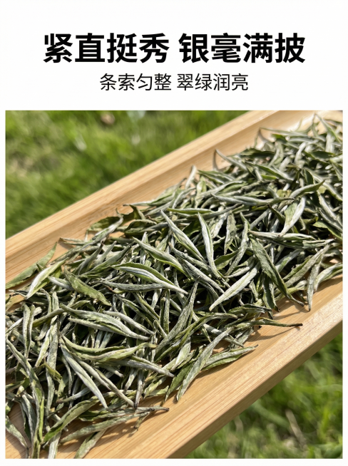 石门银毫商品详情页第三页：干茶形态展示。主标题"紧直挺秀 银毫满披"黑色粗体大字，副标题"条索匀整 翠绿润亮"黑色小字。画面展示：木质托盘上平铺展示干茶，近距离特写干茶叶形，突出一叶一芽清晰形态和满身预览效果