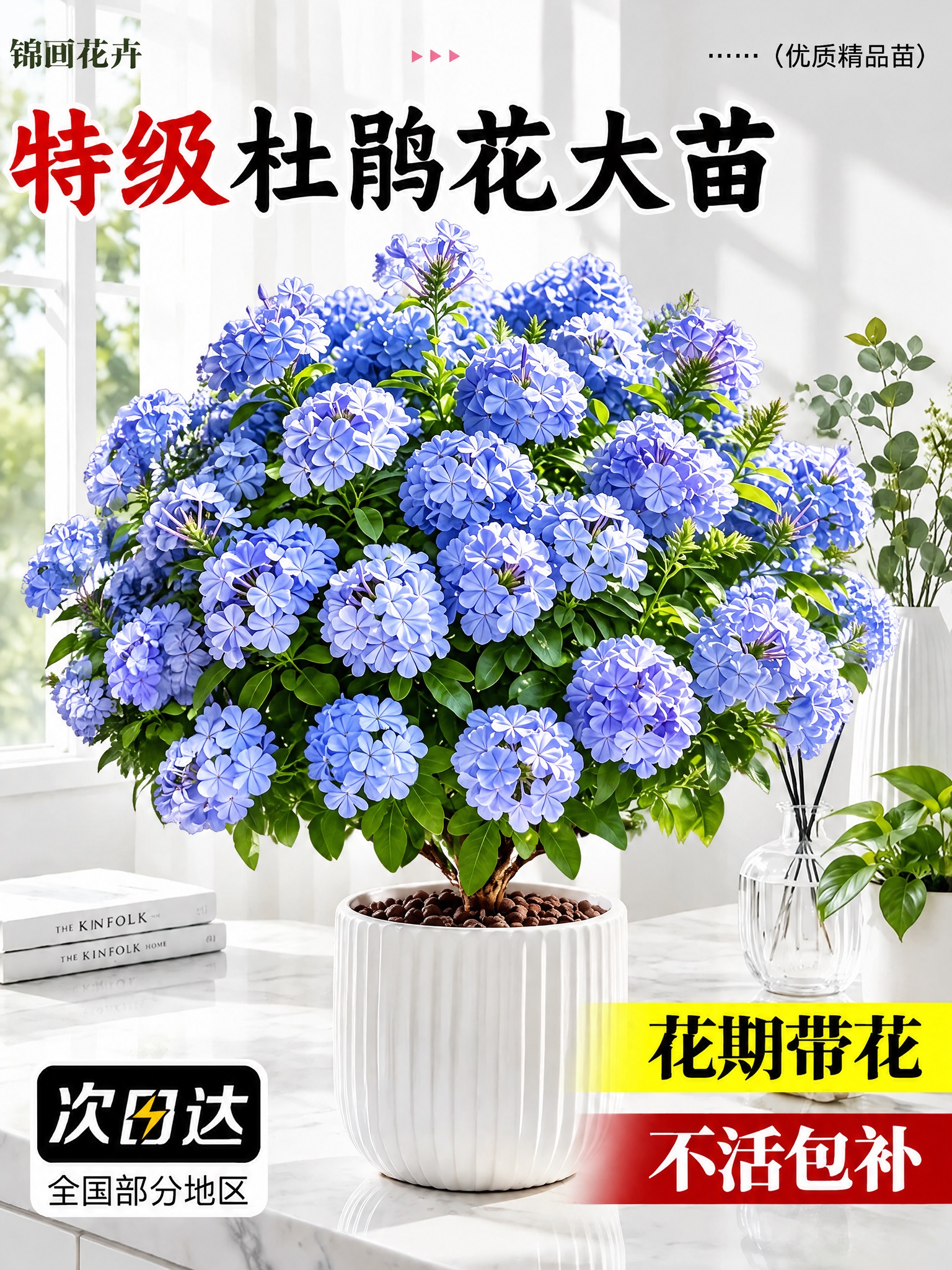 将图中的红色杜鹃花盆栽替换为蓝雪花盆栽，蓝雪花盆栽的花朵形态、… - 图片创意预览