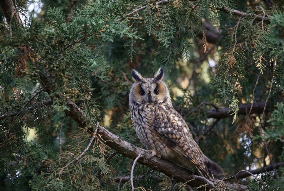 主题鸟不变，请换个柏树背景预览效果