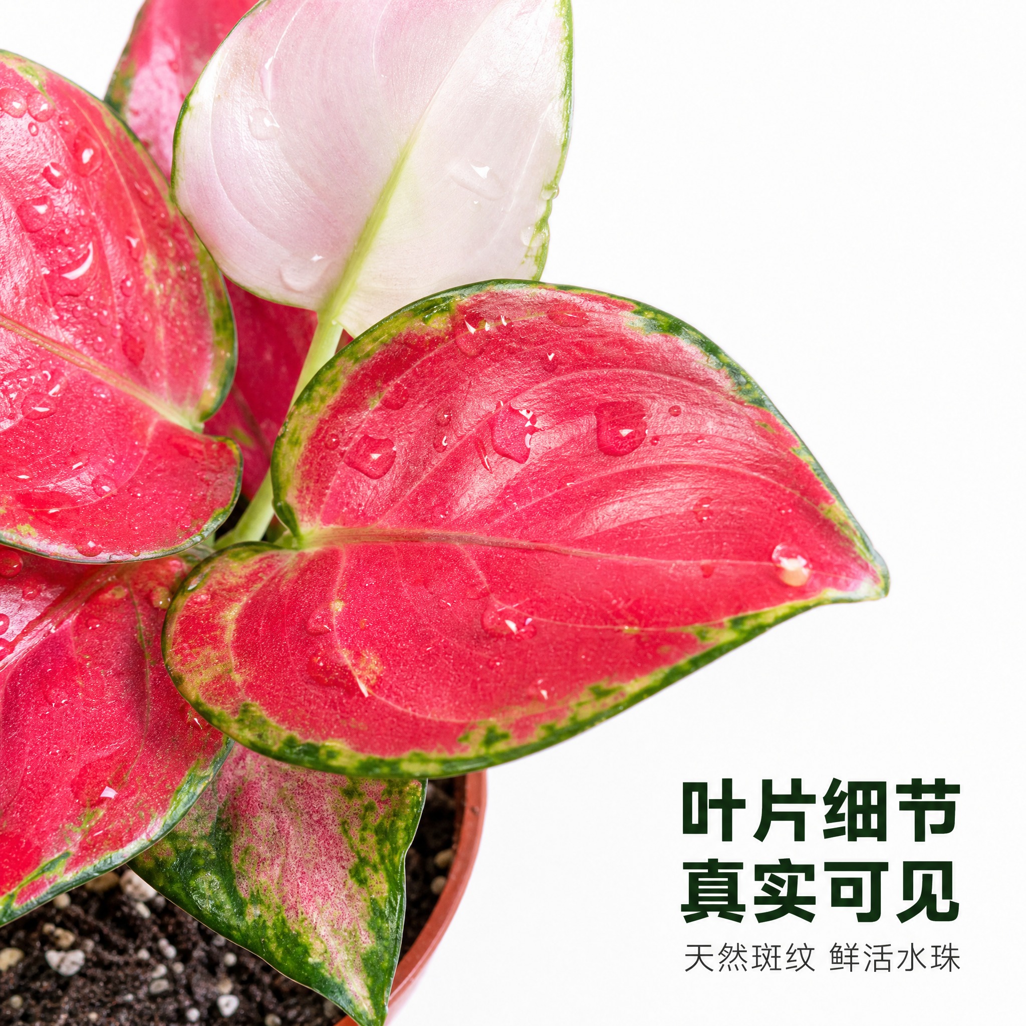 [主图-5] 主题：红宝石粗肋草叶片细节放大主图，亮白背景展示… - 图片创意预览