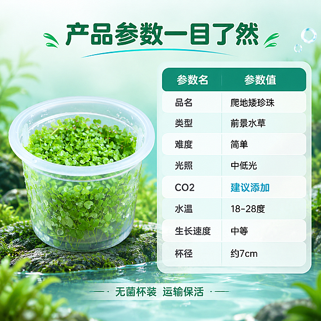 [主图-8] 规格参数 尺寸规格 养殖参数表
[统一基调] 清新自然水族风 主背景浅薄荷绿渐变 辅助色深翠绿 强调色湖蓝 白色圆角半透明卡片 圆润无衬线字体 标题字色深翠绿 辅助字色深灰 整体干净通透有水族馆专业感
[画面] 画面左侧是无菌杯爬地矮珍珠产品 直立摆放 占画面40% 右侧是一个圆角参数表格 表格有五行两列 左列是参数名 右列是参数值 分别是 品名 爬地矮珍珠 类型 前景水草 难度 简单 光照 中低光 CO2 建议添加 水温 18-28度 生长速度 中等 杯径 约7cm 顶部大标题"产品参数一目了然" 底部小字"无菌杯装 运输保活"
[光影质感] 产品清晰立体 表格干净整洁 整体商业信息图质感 光线均匀
[配色] 浅薄荷绿背景 表格白色半透明 表头深翠绿底白字 参数名深灰 参数值黑色 强调色湖蓝用于重点数据
[文字版式] 左产品右表格布局 表格行高均匀 表头粗体 内容对齐整齐 顶部标题居中偏上
[输出要求] 1:1正方形 2048px 参数清晰易读 产品不变形 文字清晰无错字 无水印无平台Logo