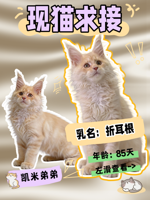 宠物猫咪知识科普套装小红书封面预览效果