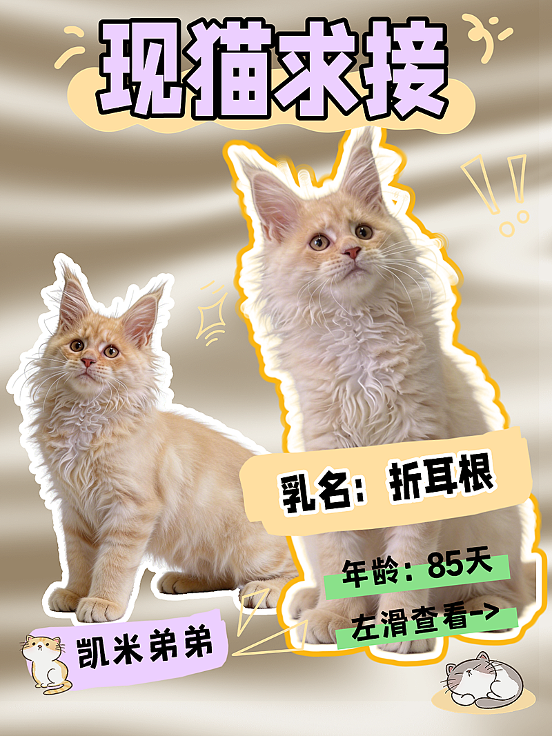 宠物猫咪知识科普套装小红书封面