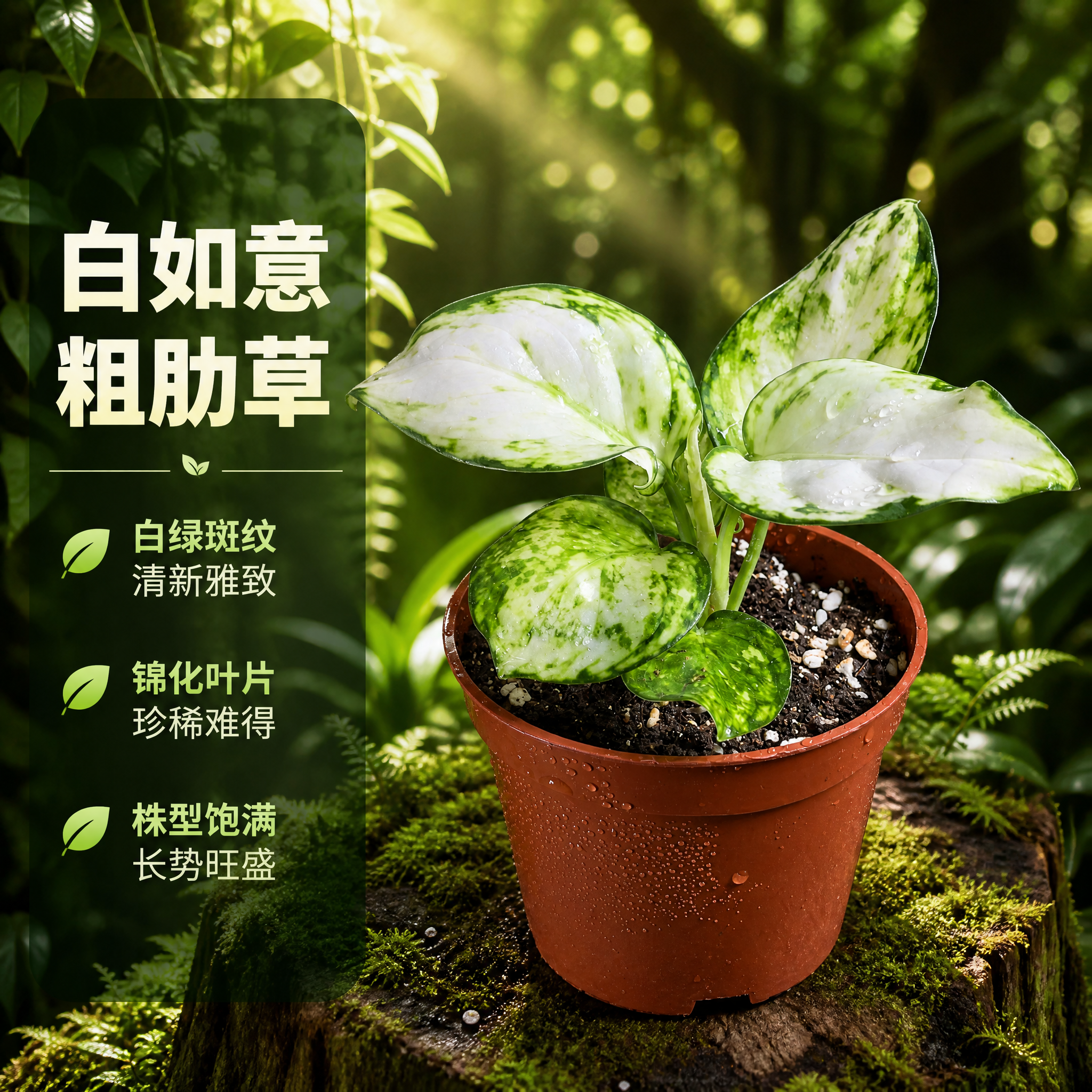 [主图-3] 白如意粗肋草单品种特写展示主图。 [统一基调]… - 图片创意预览