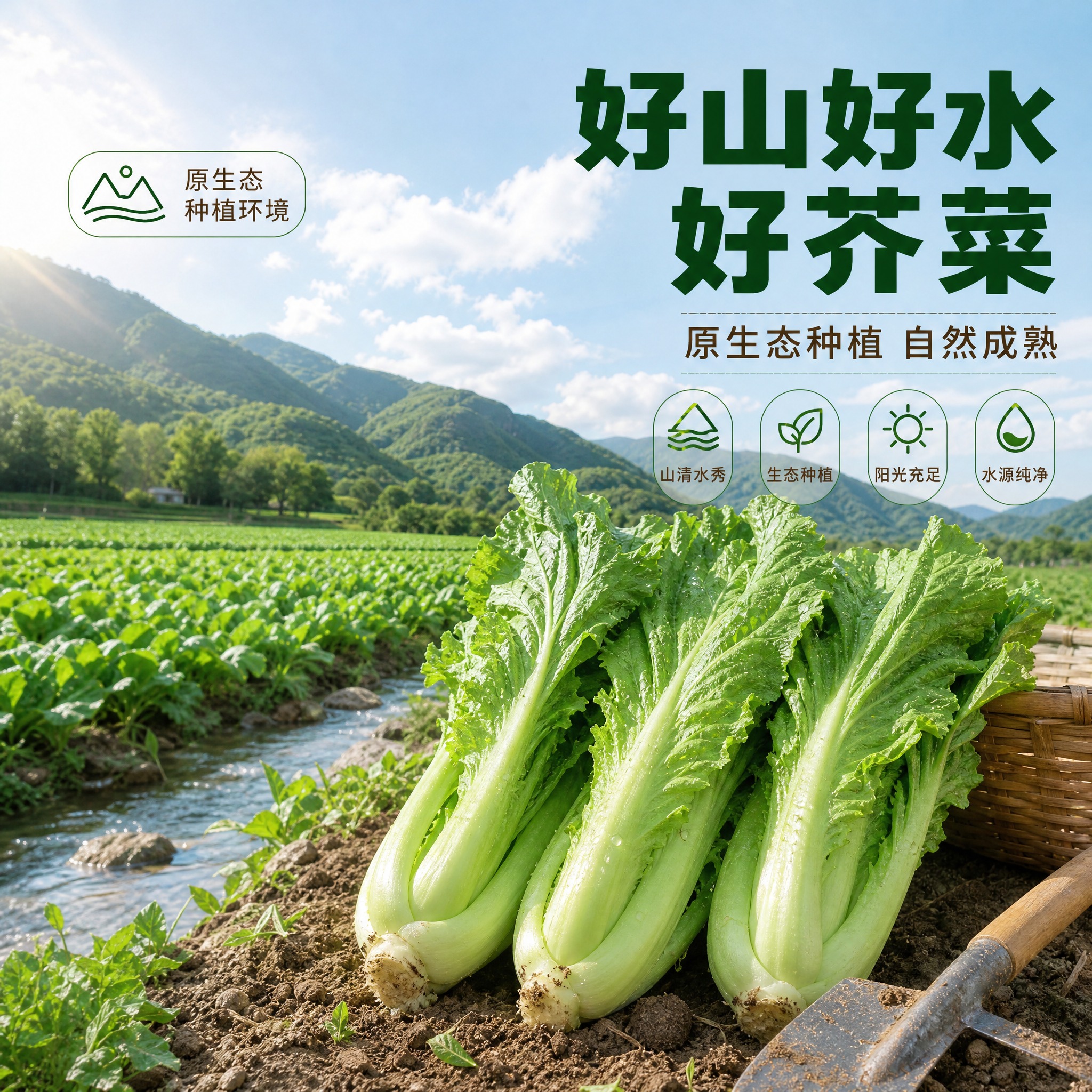 [主图-2] 芥菜 产地溯源与品质信任主题。 [统一基调] 整… - 图片创意预览